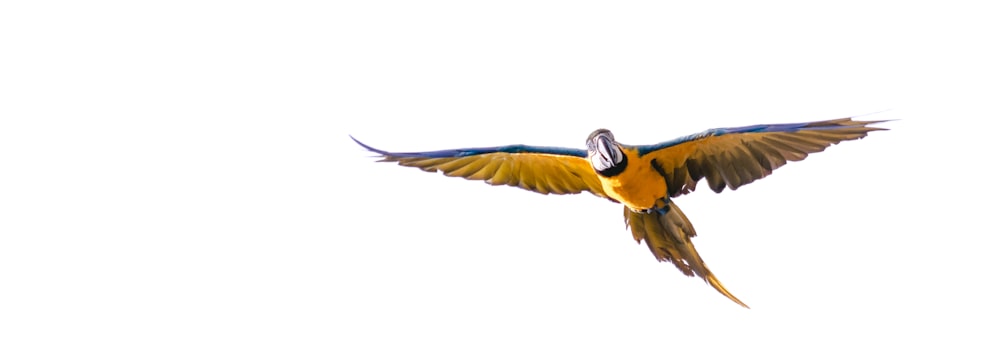 a blue and yellow bird flying through the air