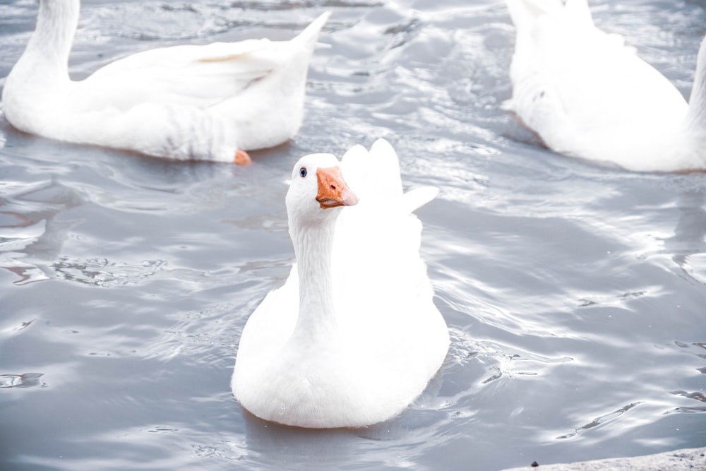 eine Gruppe weißer Enten, die auf einem See schwimmen