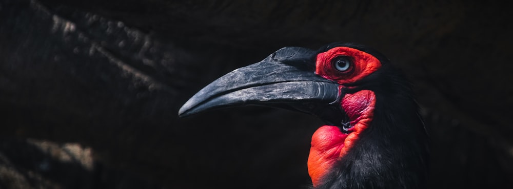 a black and red bird with a red beak