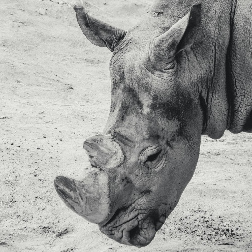 Una foto en blanco y negro de un rinoceronte