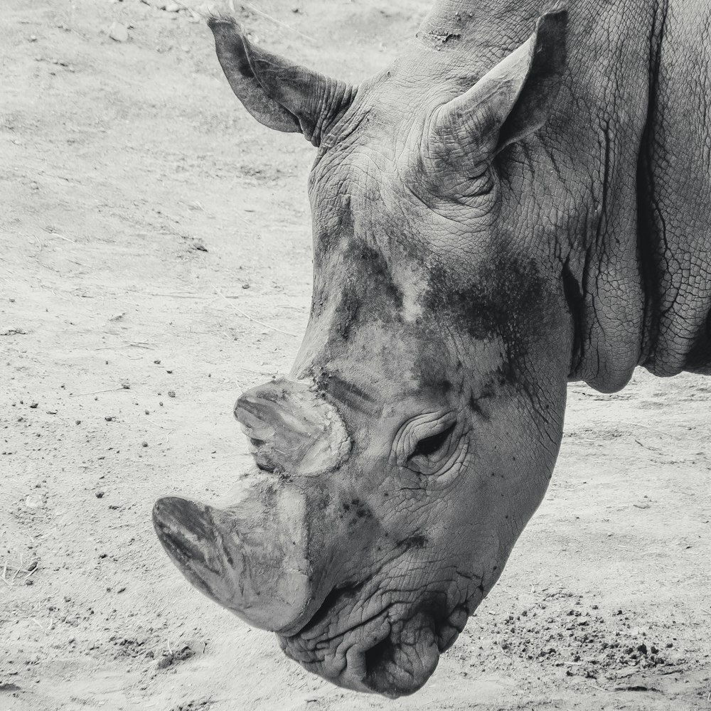 a black and white photo of a rhino