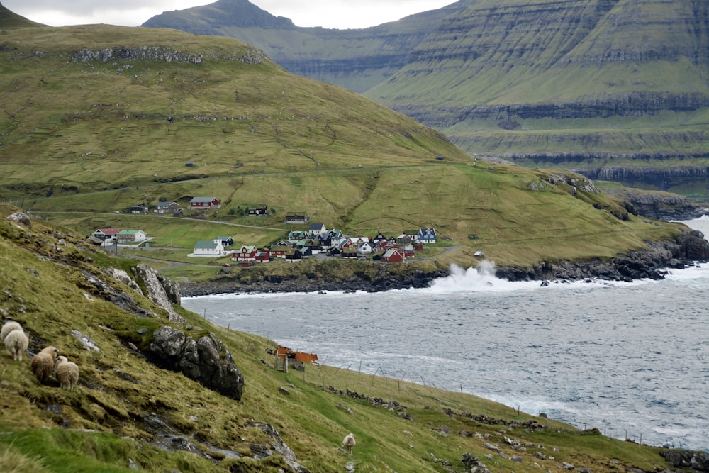 a herd of sheep grazing on a lush green hillside