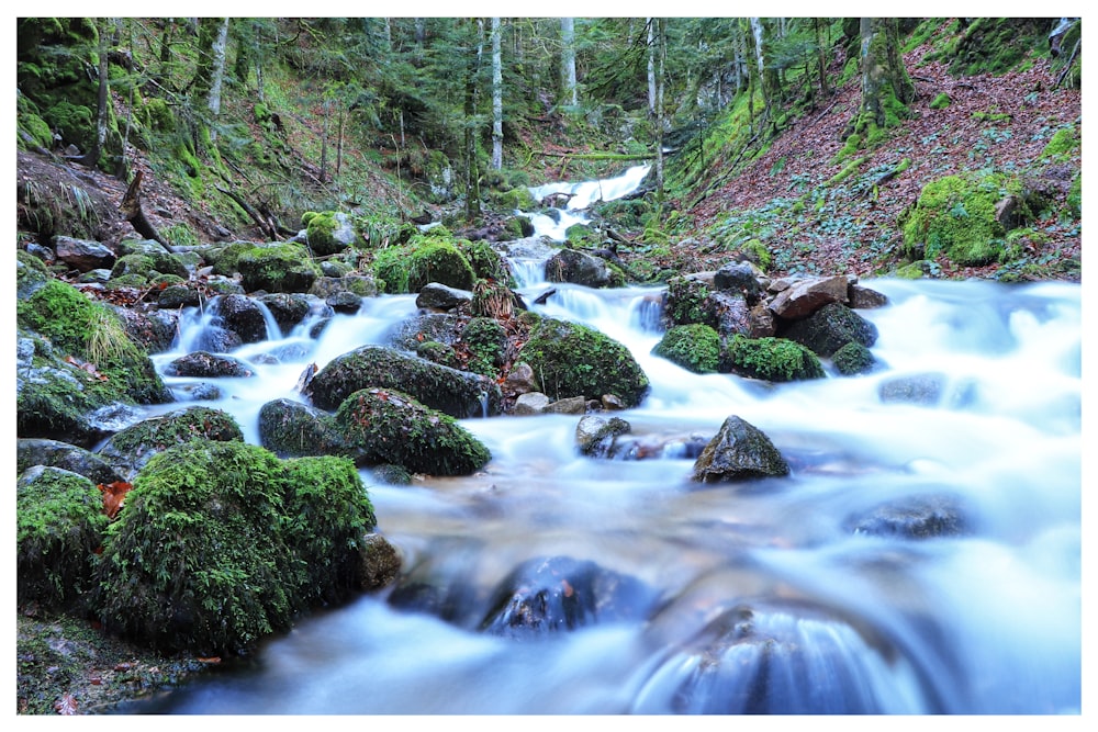 a stream running through a lush green forest