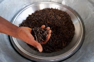A hand holding several dried edible caterpillars over a large metal bowl filled with more of these caterpillars.
