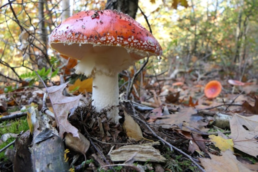 A bright red mushroom with white specks on its cap stands prominently in a forested area among fallen leaves and twigs. The surrounding environment is lush with greenery and scattered dry leaves, suggesting an autumn setting.
