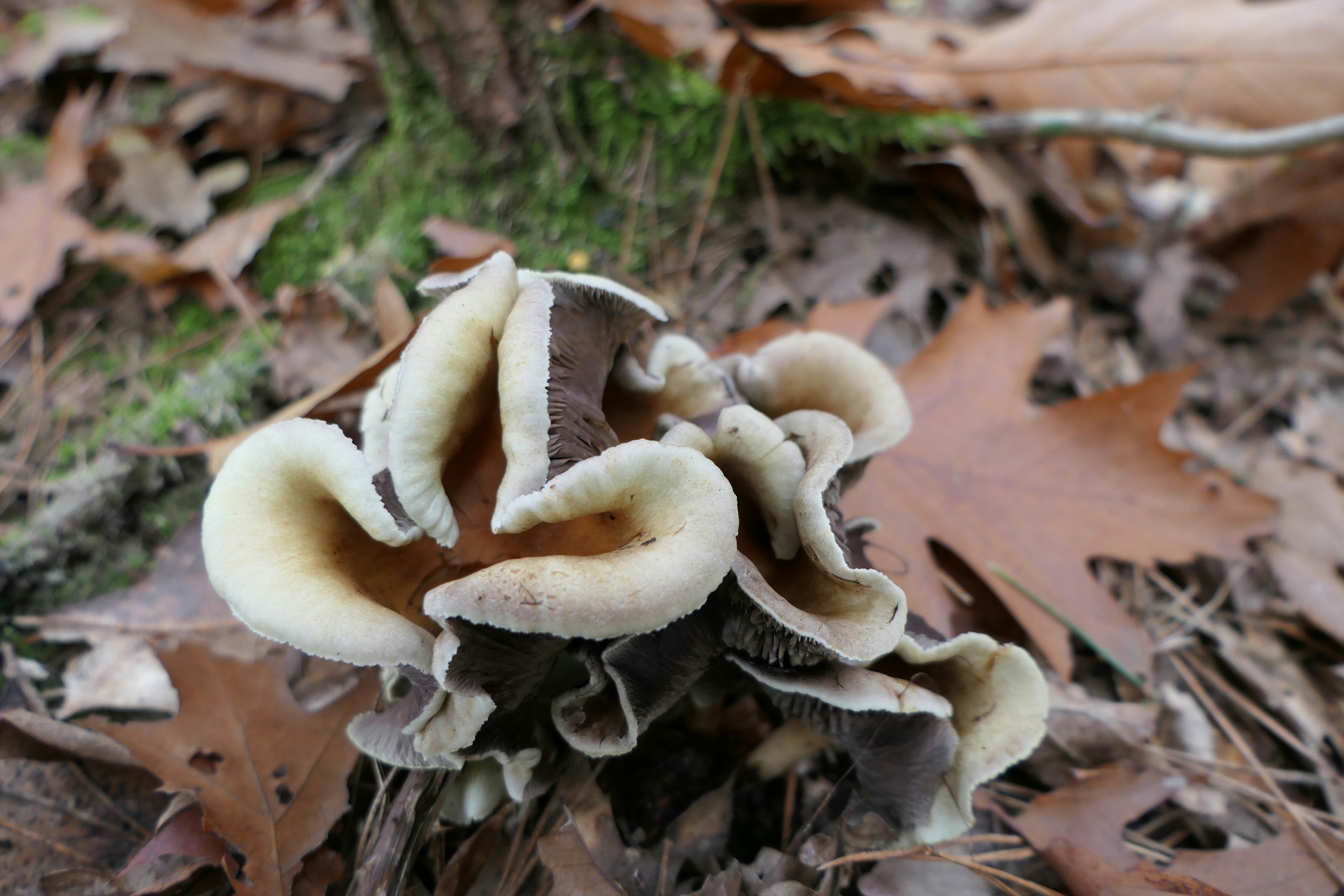 Photo by bernadette64