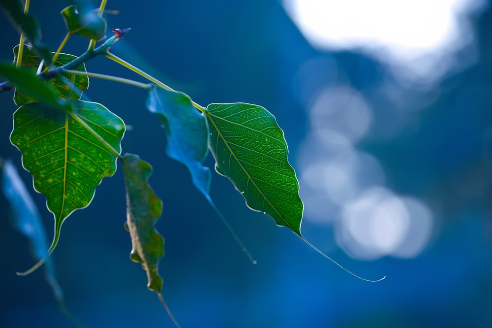 a close up of a green leaf on a tree