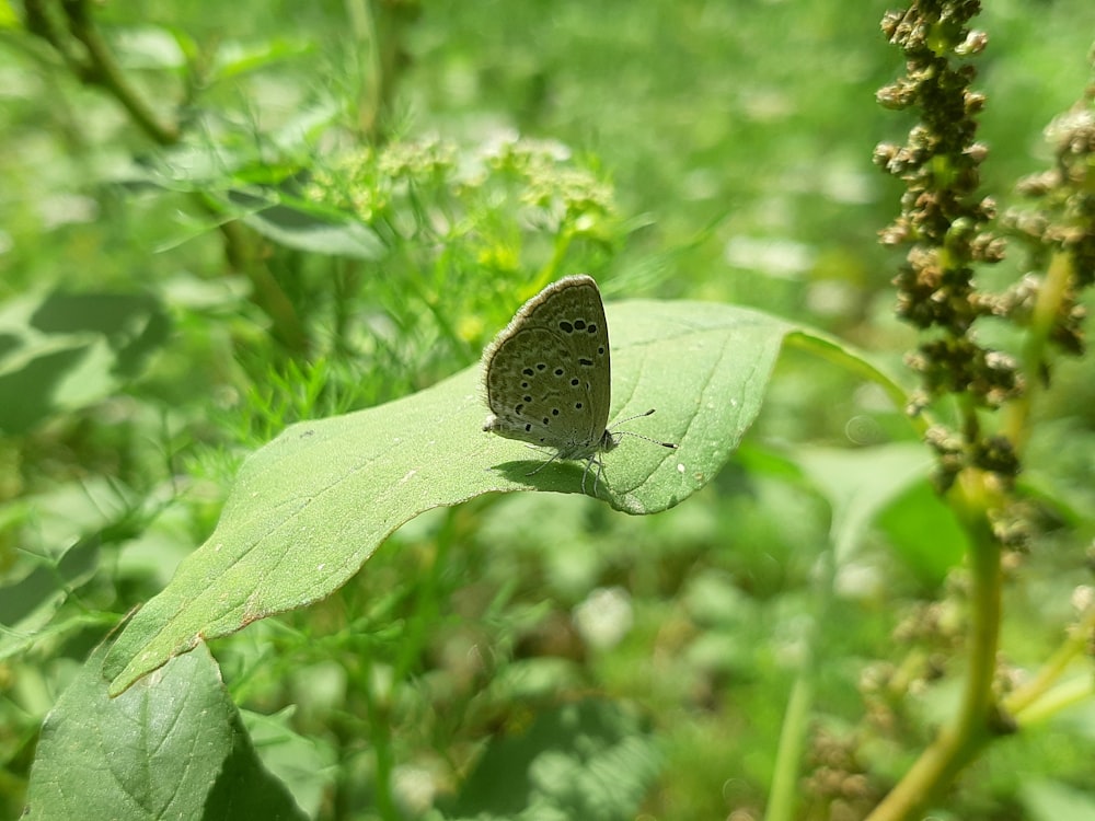 a butterfly sitting on a green leaf in a field