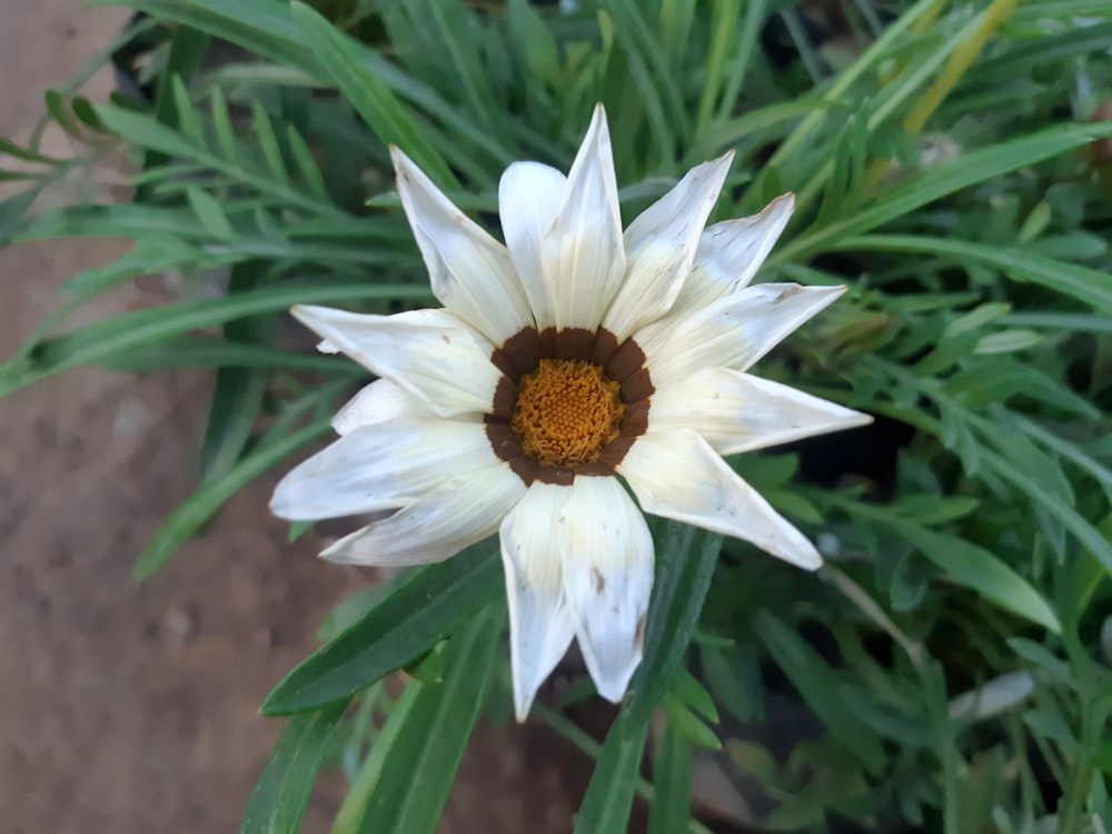 a close up of a white and brown flower