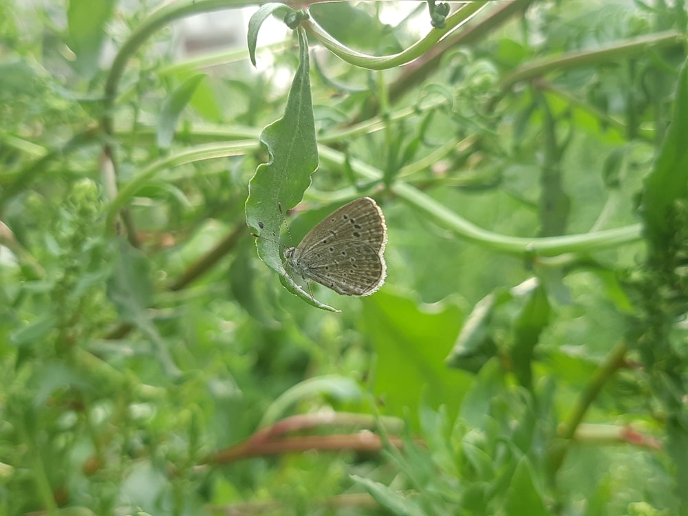 un petit papillon assis au sommet d’une plante feuillue