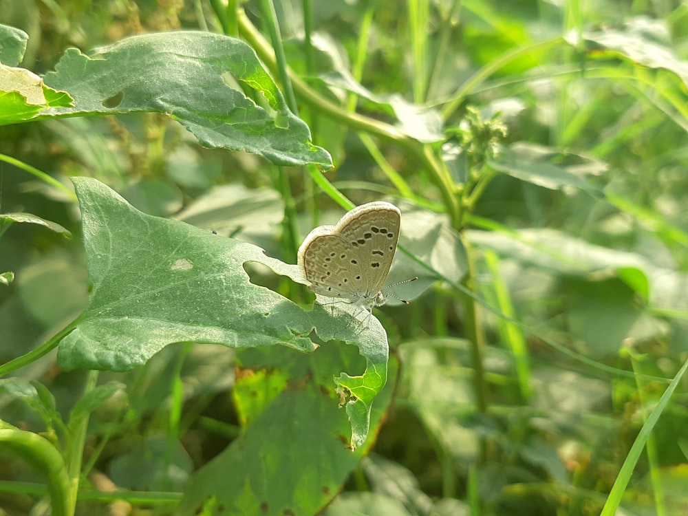 a butterfly sitting on top of a green leafy plant