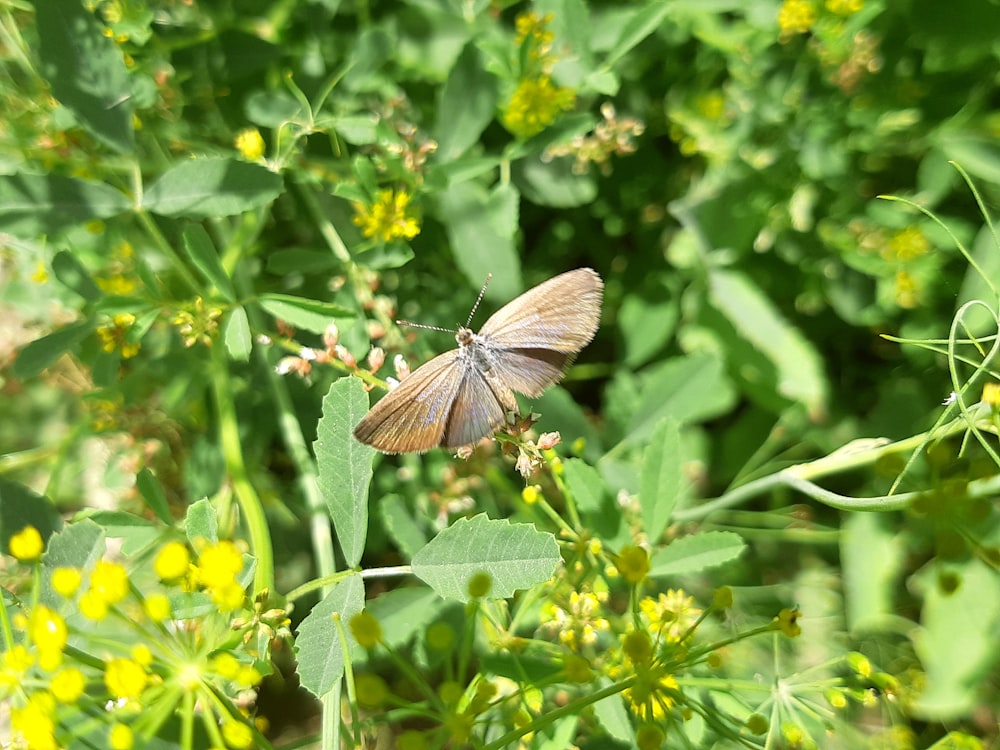 a brown butterfly sitting on top of a green plant