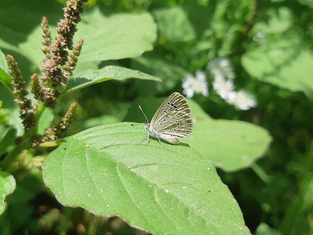 a small white butterfly sitting on a green leaf