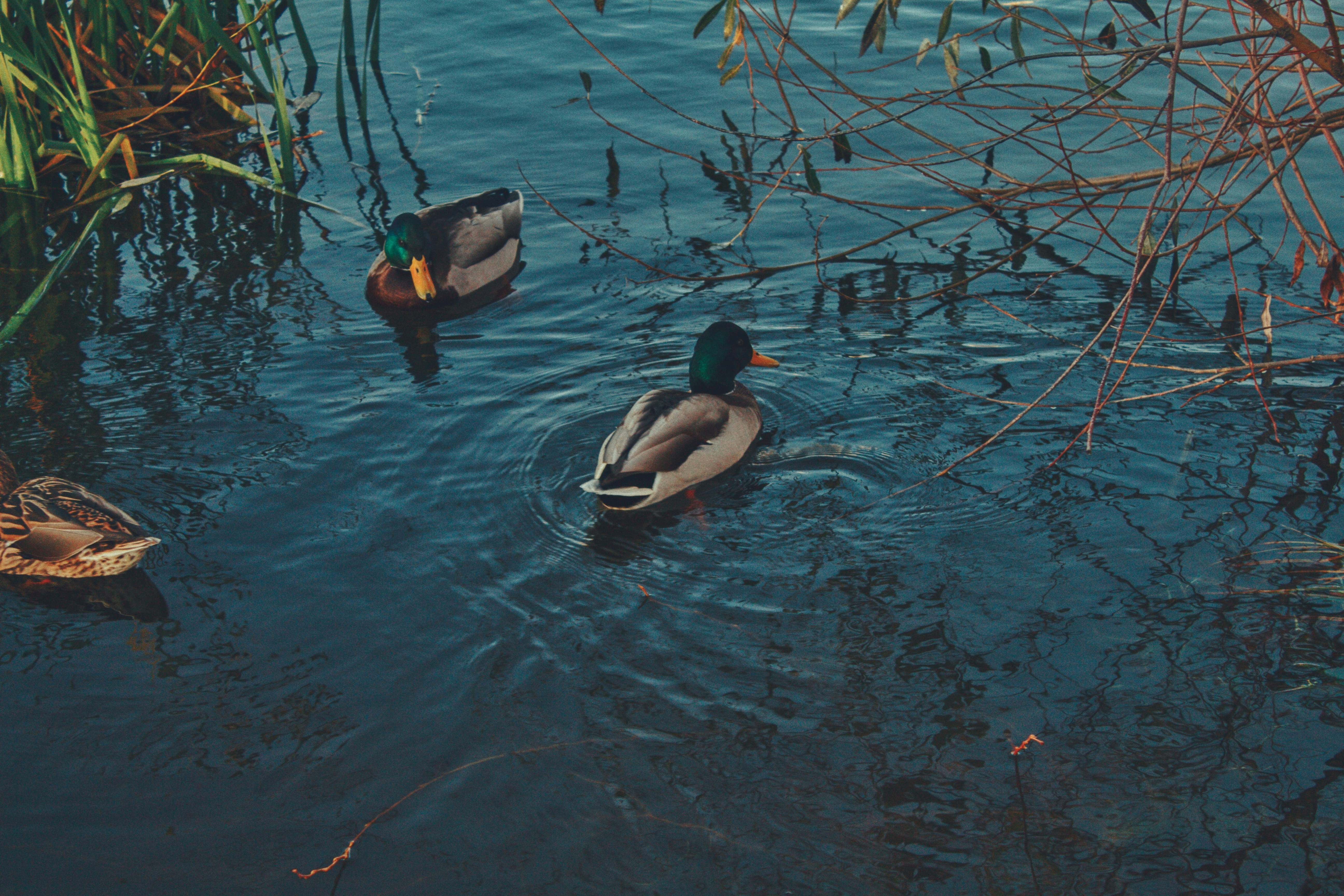 Photo by maximyuryshev