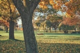 A serene landscape shot of a quiet park bench surrounded by autumn leaves.