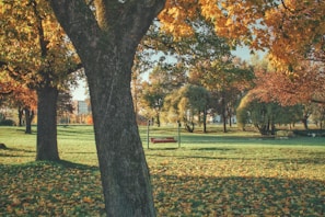 A serene park bench surrounded by autumn leaves, inviting a moment of reflection.