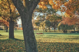 A serene park bench surrounded by autumn leaves, perfect for reading.