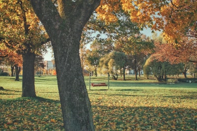A serene landscape shot of a quiet park bench surrounded by autumn leaves.