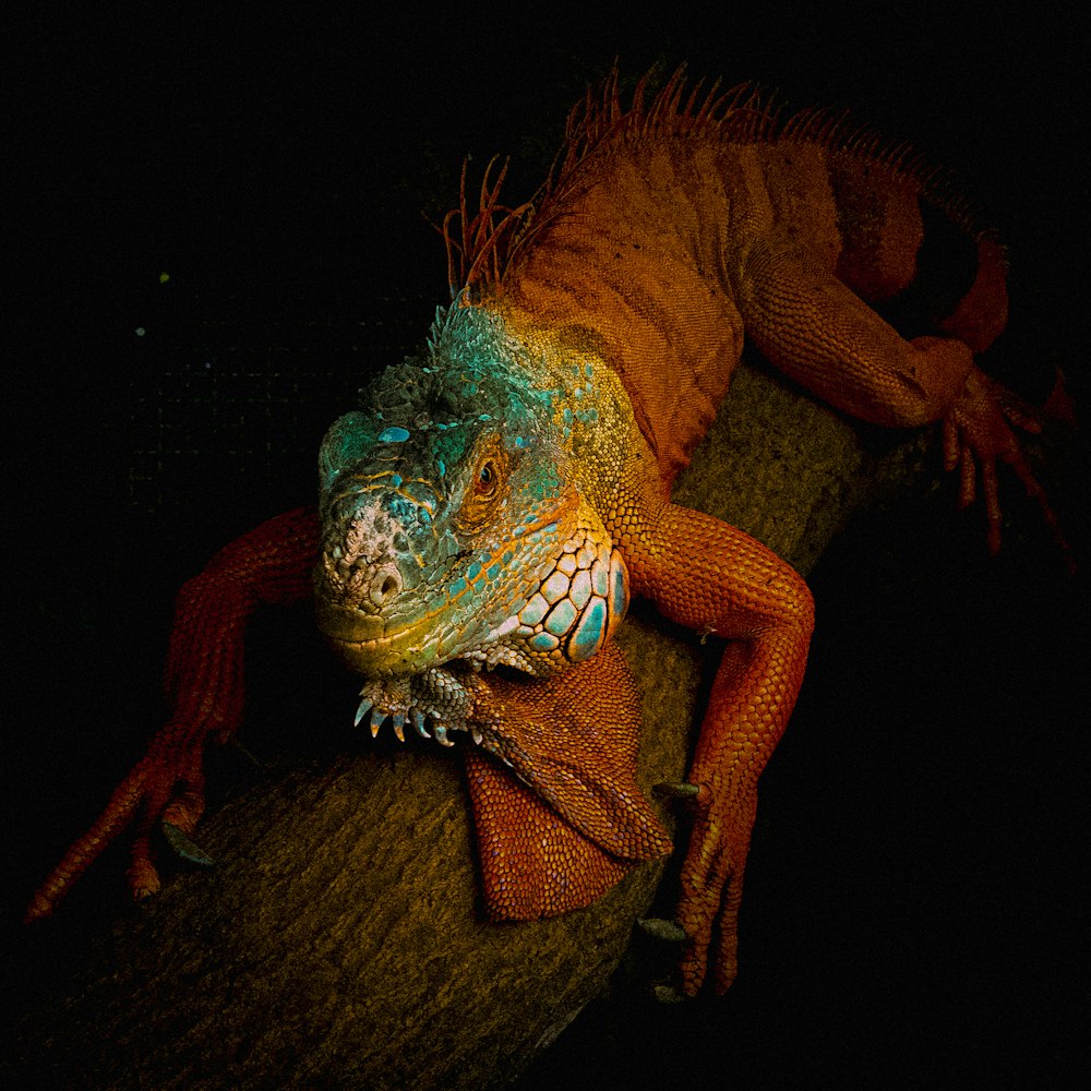 a large lizard sitting on top of a tree branch