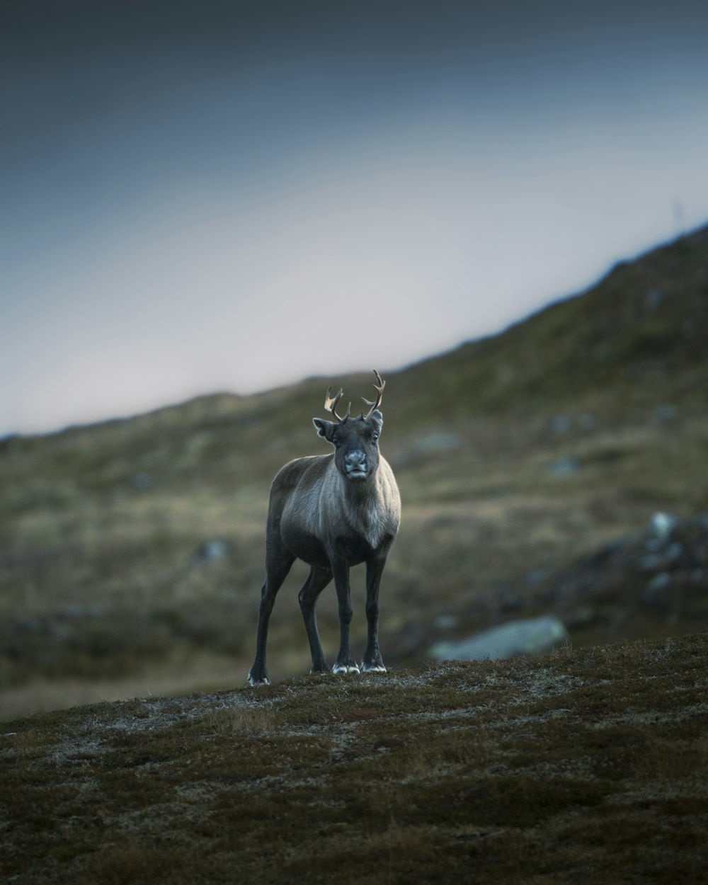 a large animal standing on top of a grass covered field