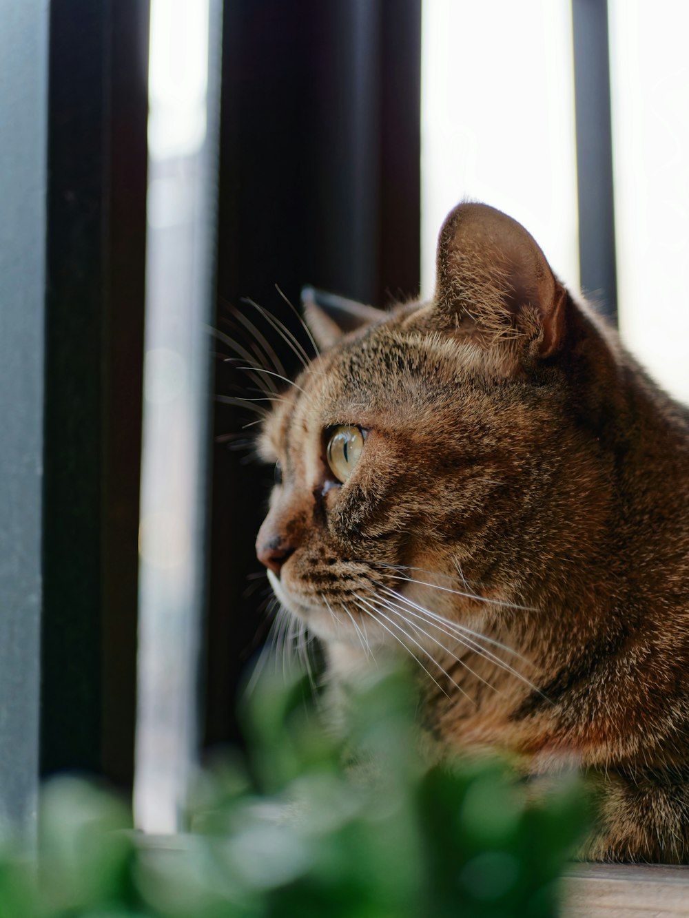 窓枠に座って窓の外を眺める猫