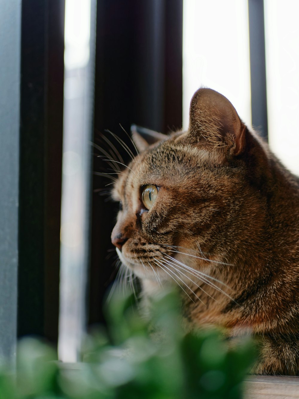 eine Katze, die auf einem Fensterbrett sitzt und aus dem Fenster schaut