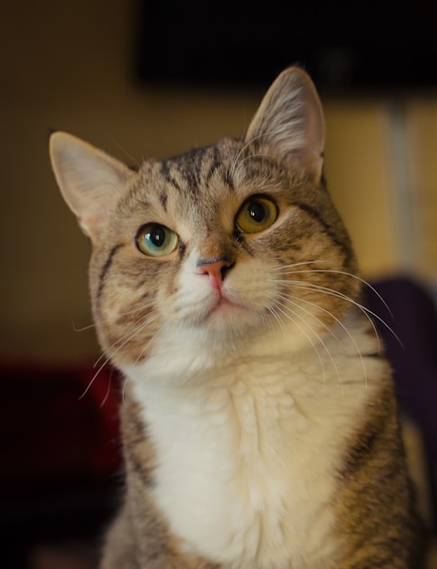 Katzenstreu vergleich klumpend silikat pflanzlich — practical guide overview