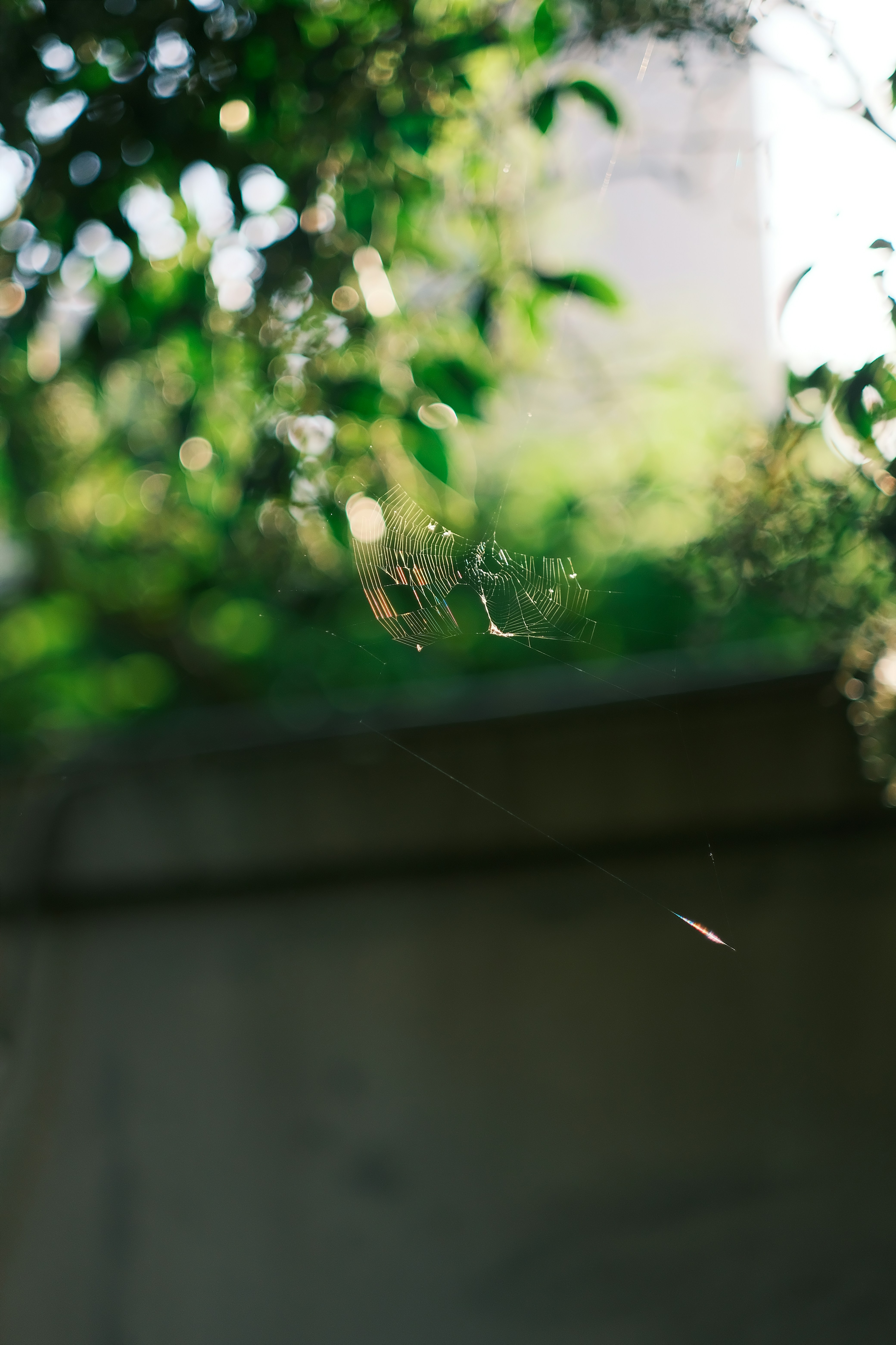 Nahaufnahme eines Spinnennetzes an einem Baum