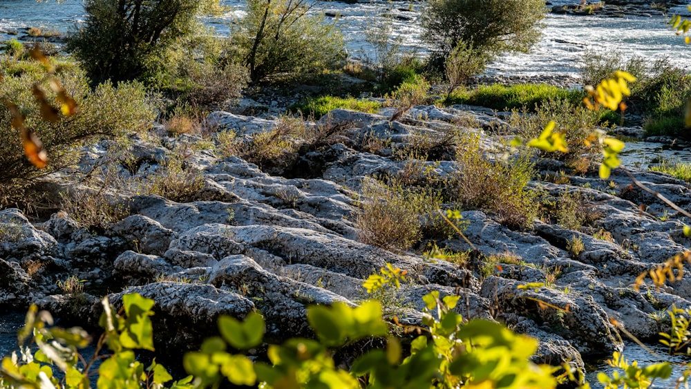 a view of a river with rocks and plants