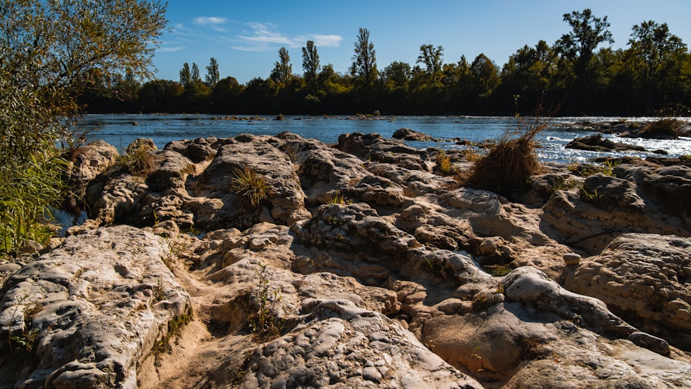 a river with rocks and trees in the background