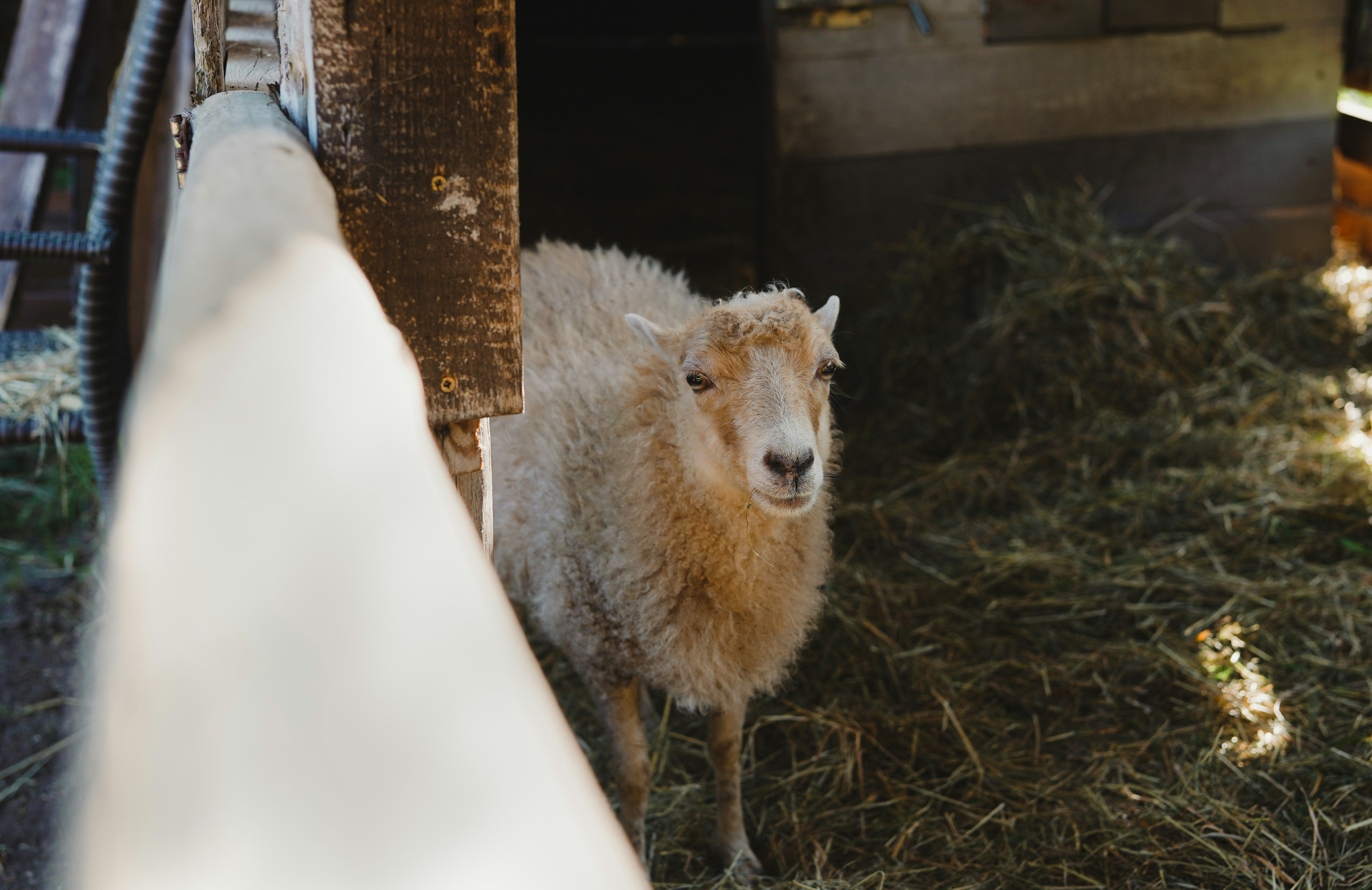a sheep standing next to a pile of hay