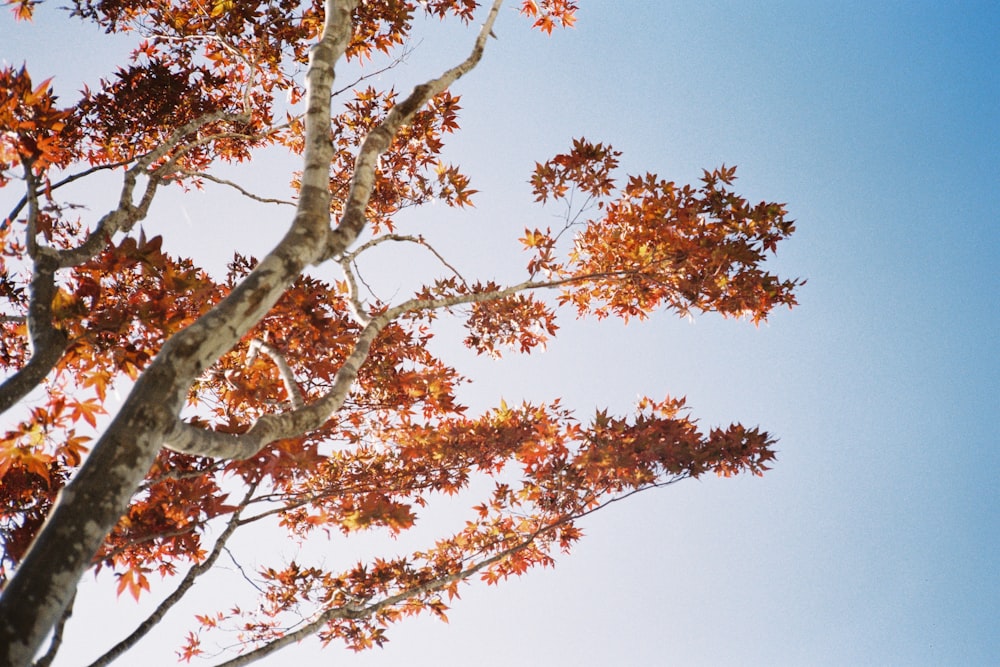 a tree with orange leaves and a blue sky in the background