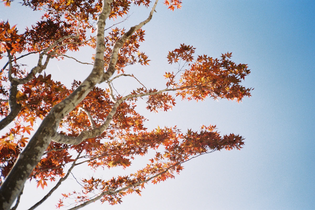 Japan autumn red maple leaves koyo season