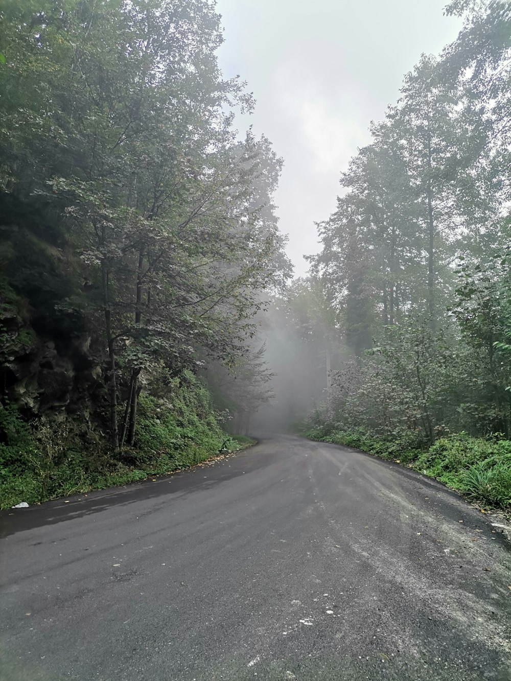 eine neblige Straße mitten im Wald