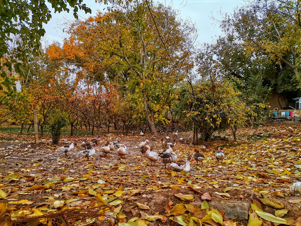 a flock of birds standing on top of a pile of leaves
