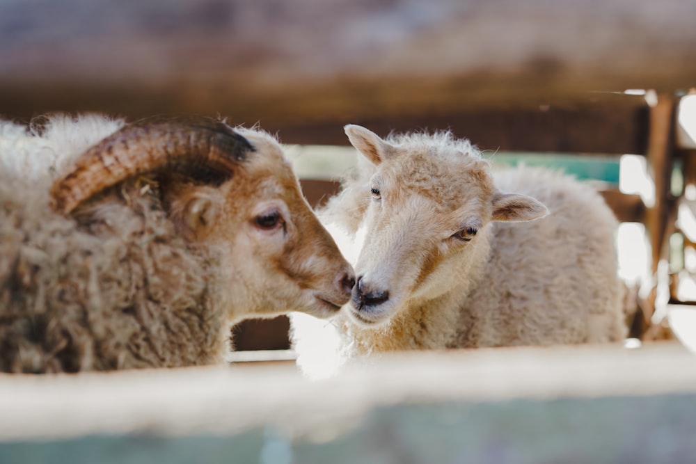 a couple of sheep standing next to each other