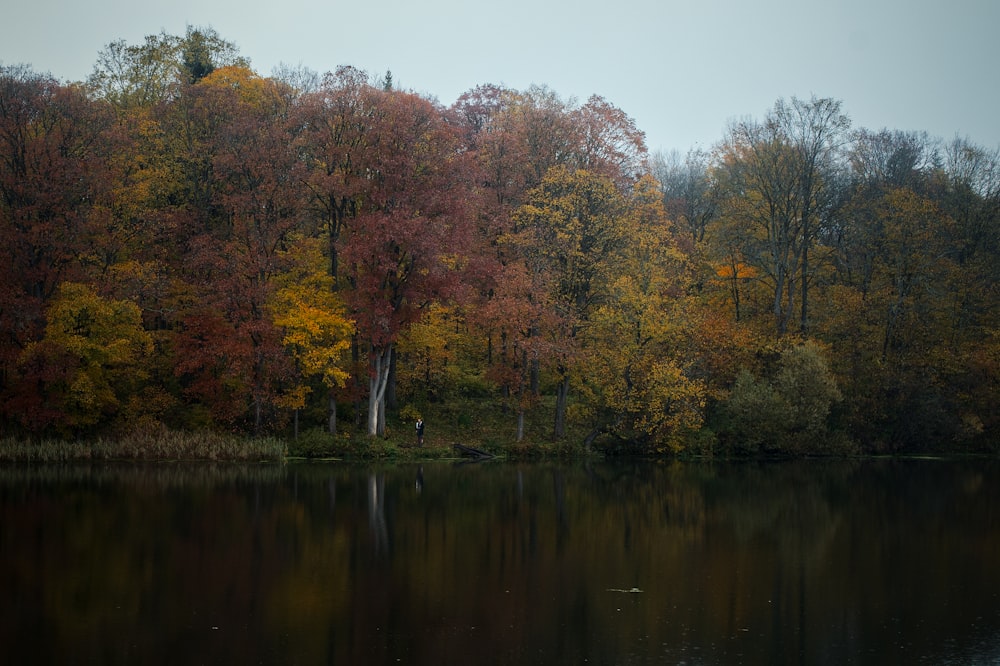 a body of water surrounded by lots of trees