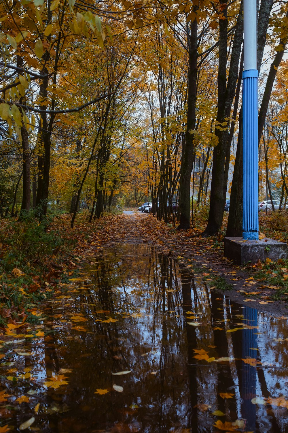 a blue pole sitting in the middle of a forest