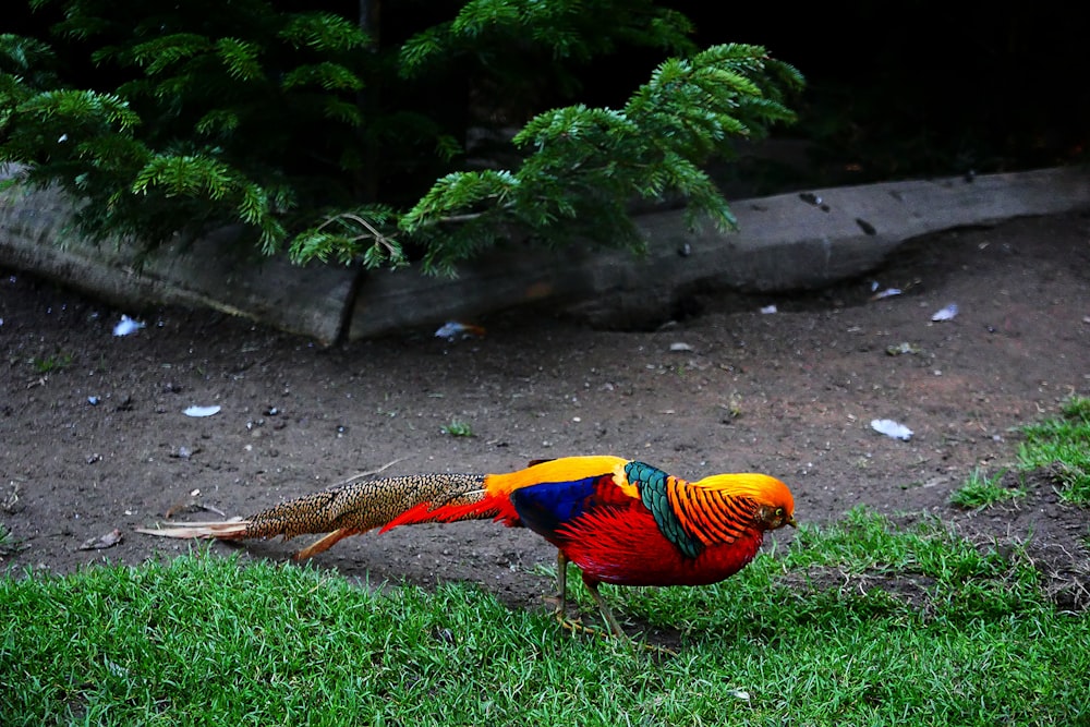 a colorful bird standing on top of a lush green field