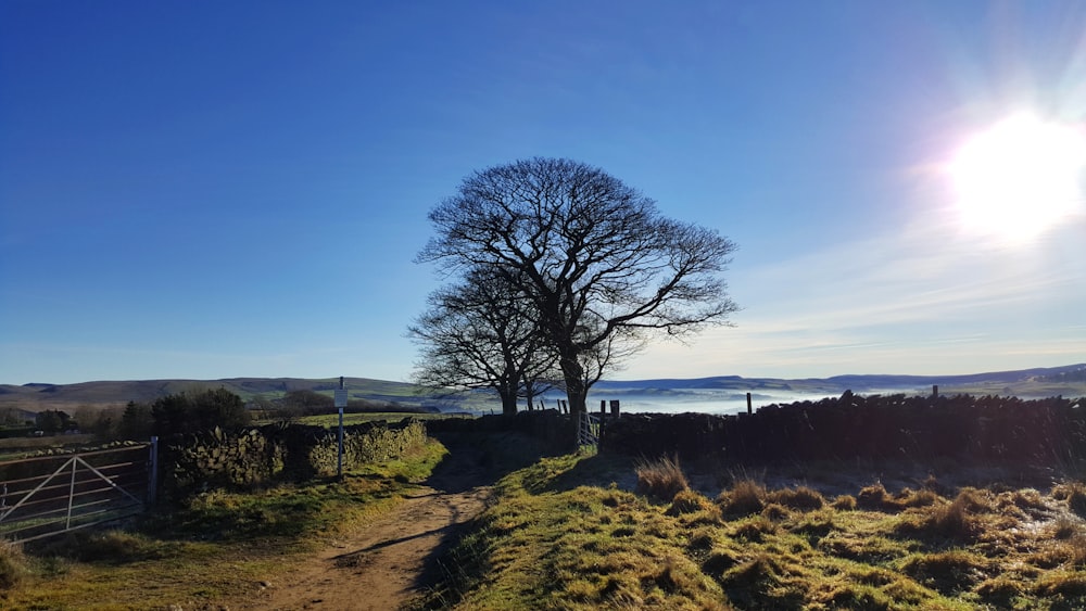 a lone tree on a grassy hill with a lake in the background