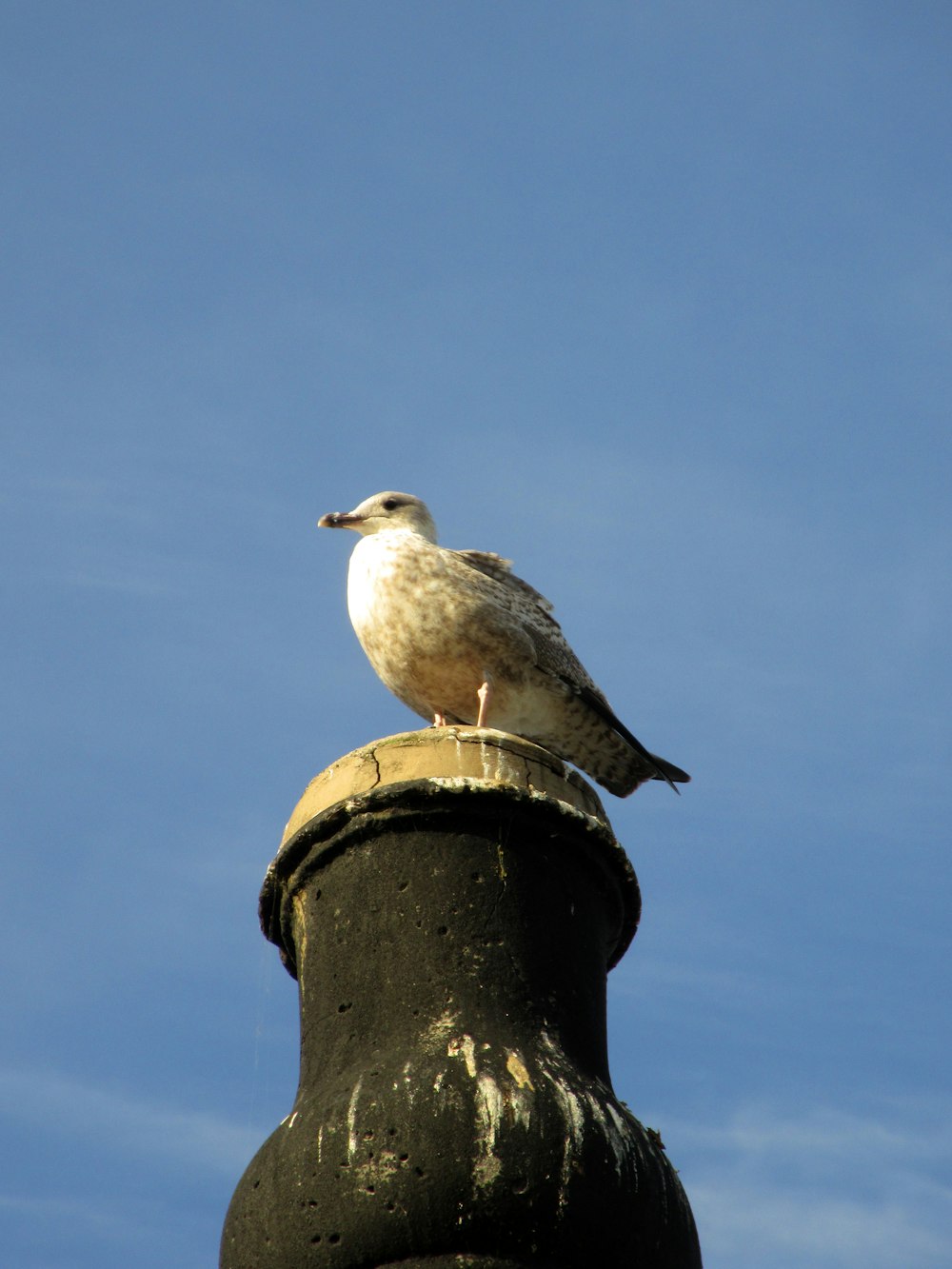 a white bird sitting on top of a black pole