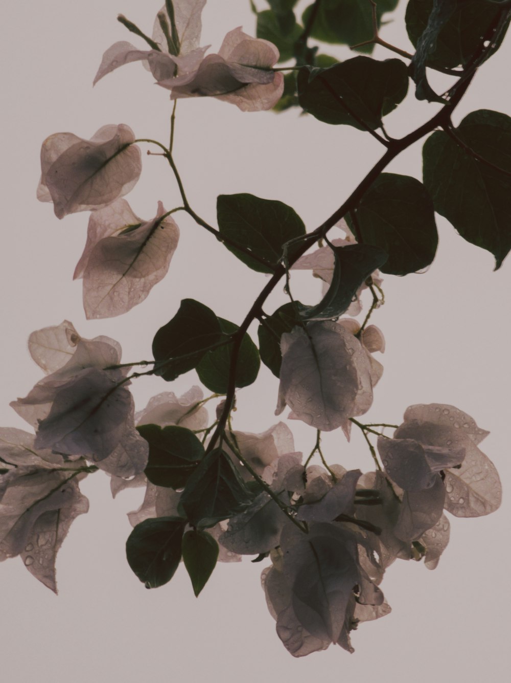 a branch of a tree with white flowers