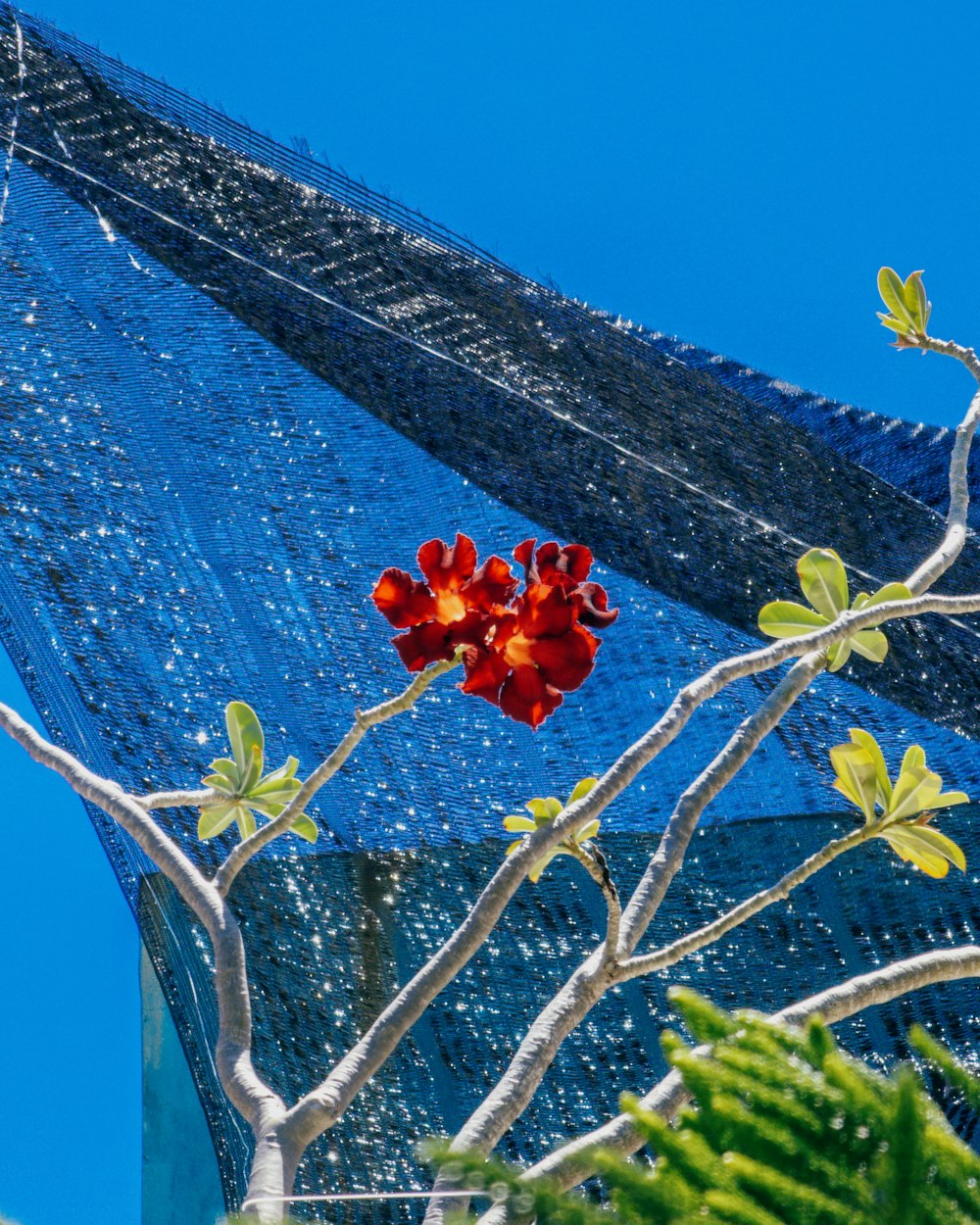 a red flower sitting on top of a tree branch