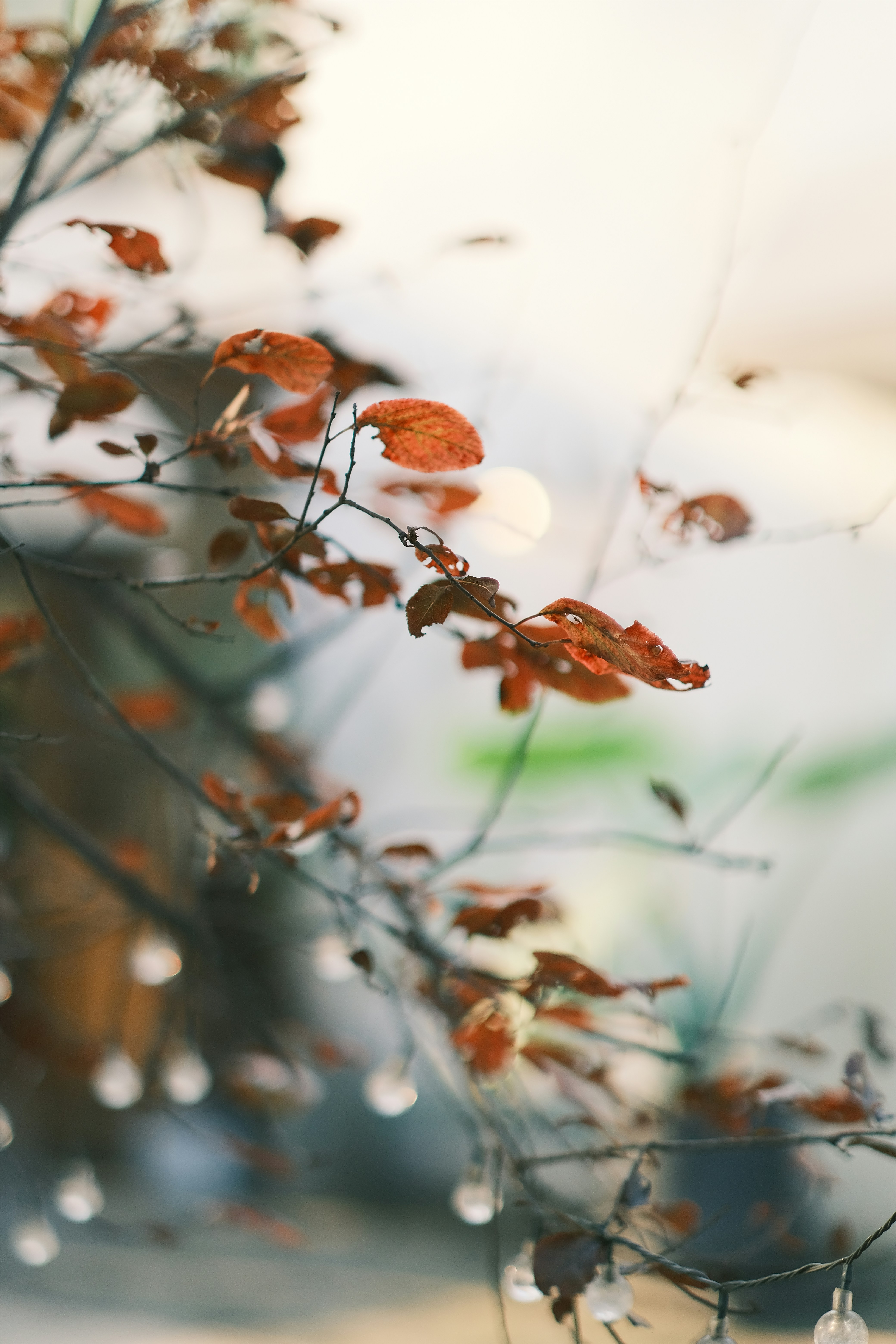 Photo by maycloudbackup