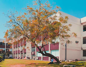 a man sitting under a tree in front of a building