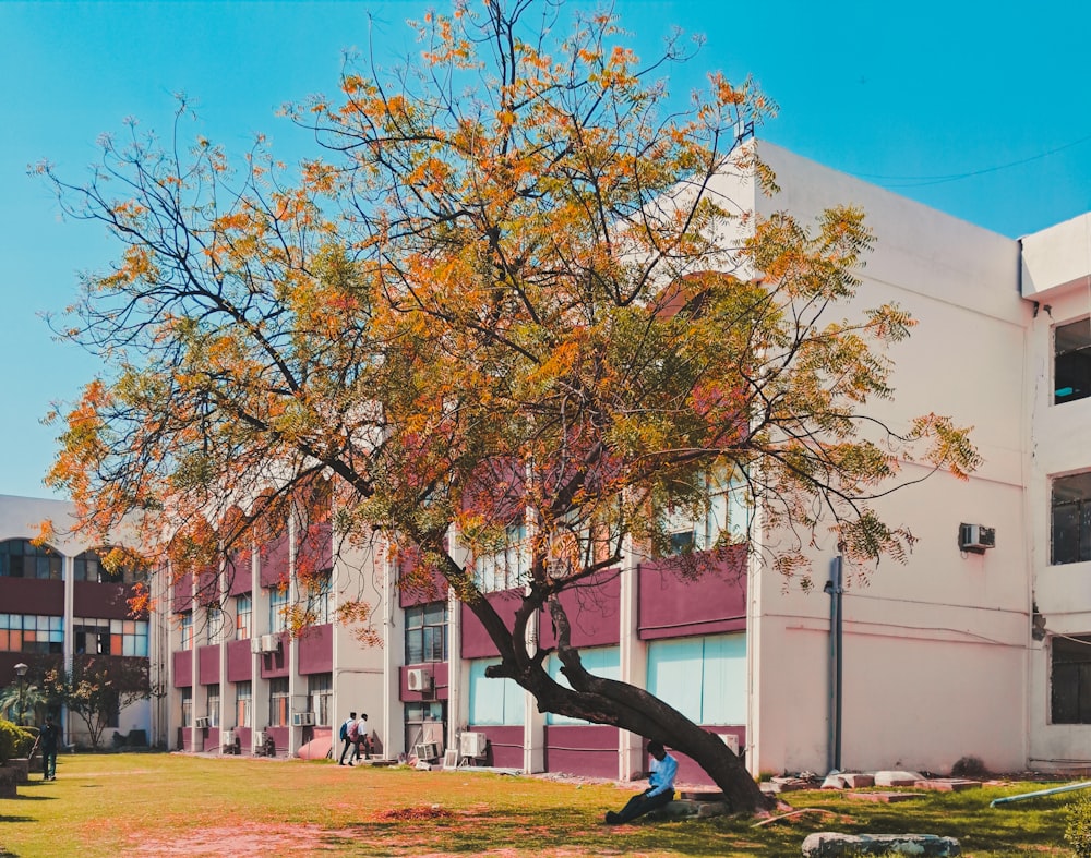 a man sitting under a tree in front of a building