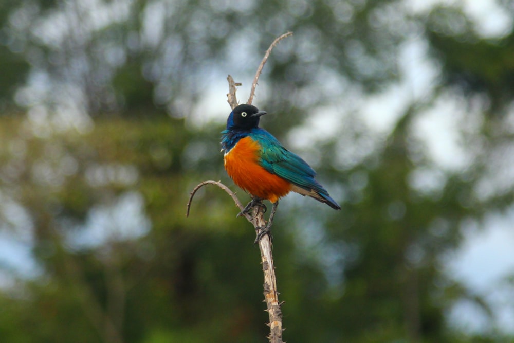 un pájaro colorido sentado en la parte superior de la rama de un árbol