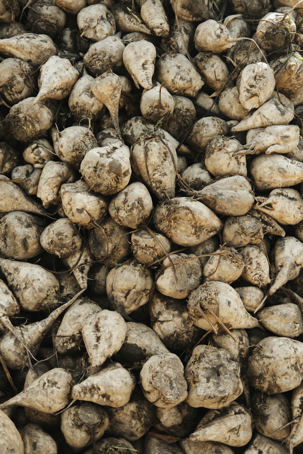 a pile of white potatoes sitting next to each other