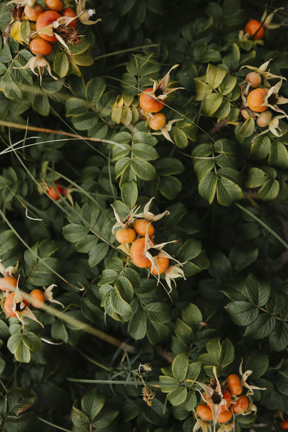 a close up of a bush with orange berries on it