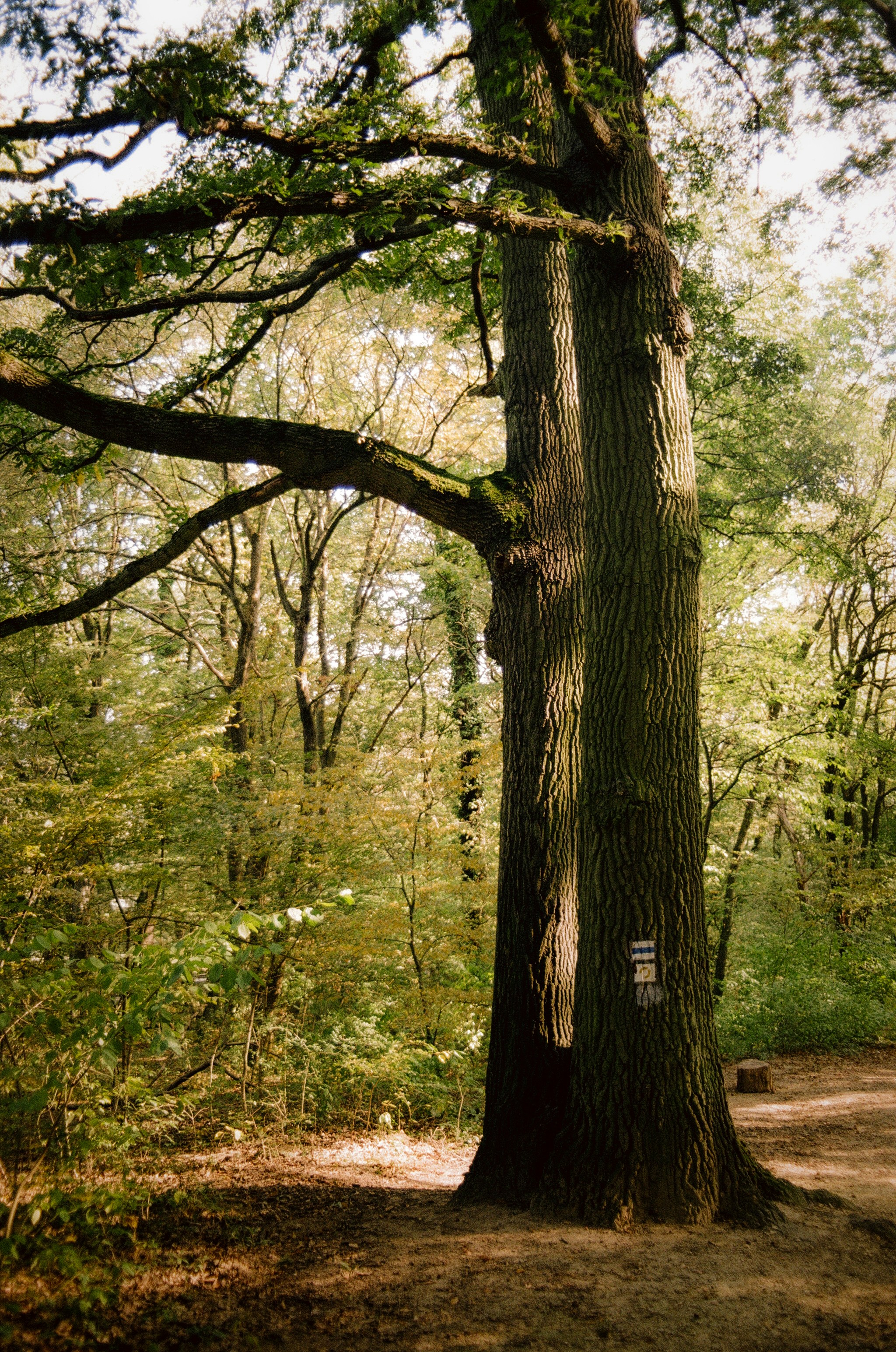 A large tree in the middle of a forest photo – Free 35mm film Image on ...